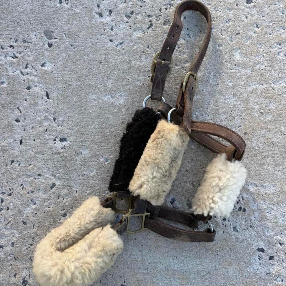 Brown leather horse halter with sheepskin
